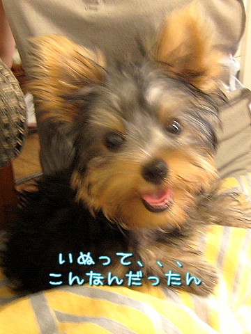20100813charo2.jpg