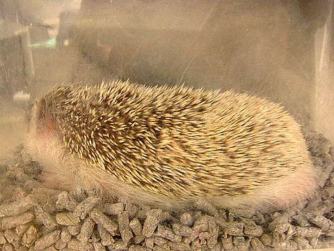 20100818mogu1.jpg