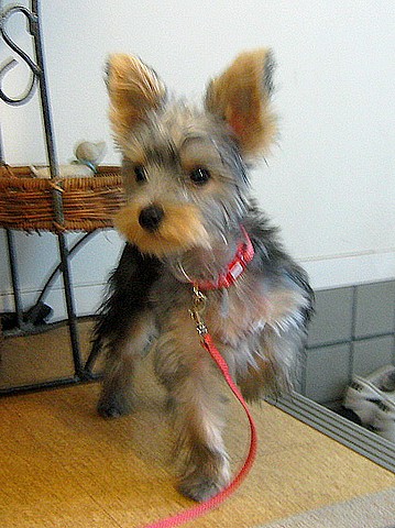 20100928charo2.jpg