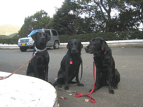 20101124bunmori-clarathaliaroice3.jpg