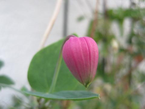 蕾-01