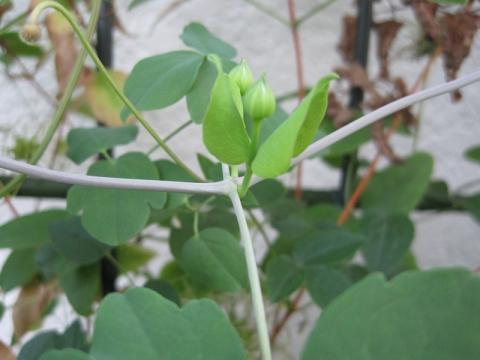 若い蕾の茎の色