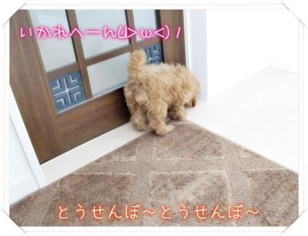玄関にいかれへん