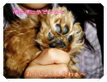 にくきゅー