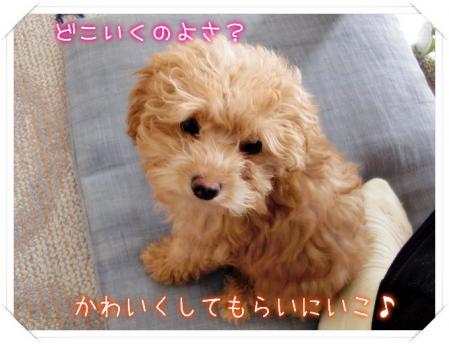 びふぉぉ~