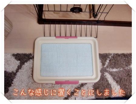 ケージの外で