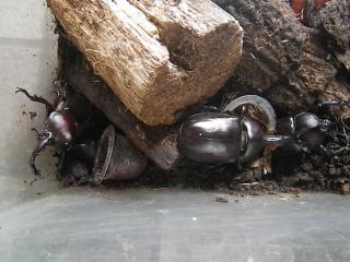 moblog_343625c1.jpg