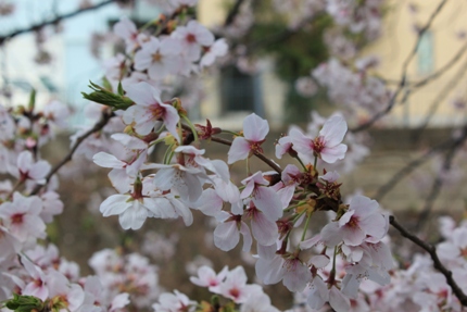 2桜