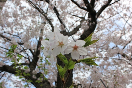 4桜