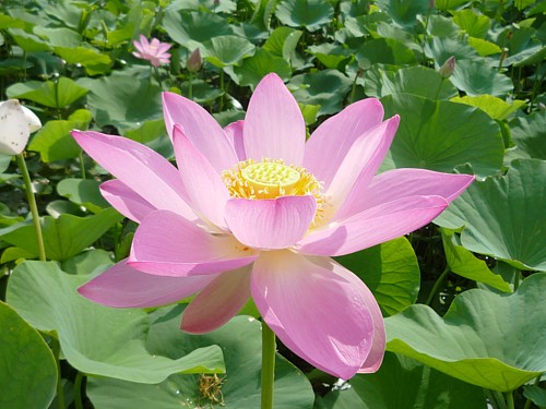 大賀蓮