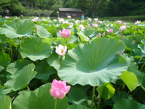 大賀蓮全景