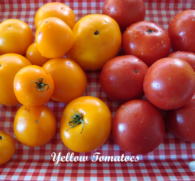 yellow tomatoes 001