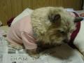 DSC01433.jpg