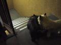 DSC01581-2.jpg