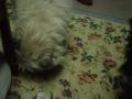 DSC01591-5.jpg