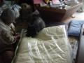 DSC01622-8.jpg