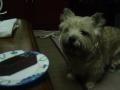 DSC01761.jpg