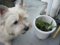 DSC01767-4.jpg