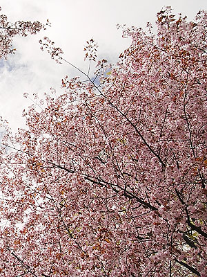 見上げた桜