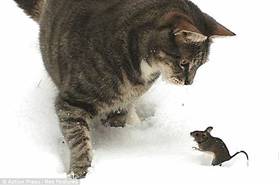 Tom and Jerry２