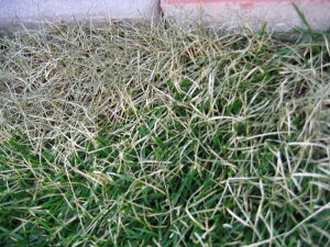 芝生が枯れる 芝を復活させるのだ 芝生物語