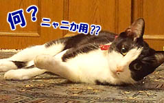 仙台の猫・モグ