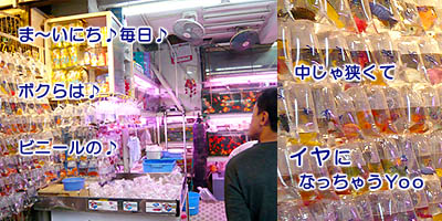 香港のペットショップ・魚店