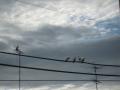 hato_1
