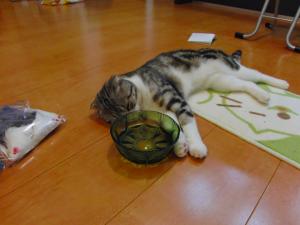 ねこ茶