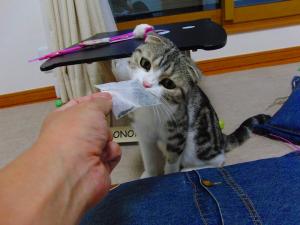 ねこ茶