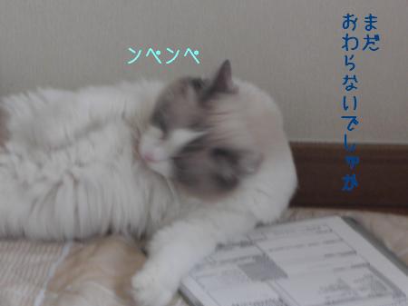 CIMG8991_convert_20090901155945.jpg