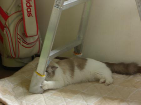 CIMG8997_convert_20090901165420.jpg