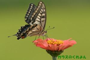 アゲハチョウ