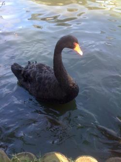 blackswan.gif