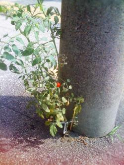 tomato.gif