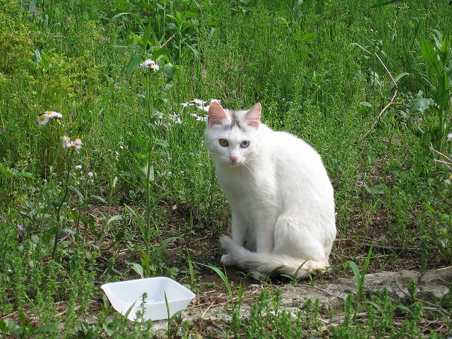 マイピクチャ¥猫-14 032