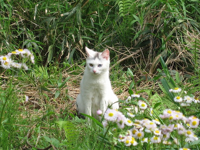 マイピクチャ¥猫-14 044