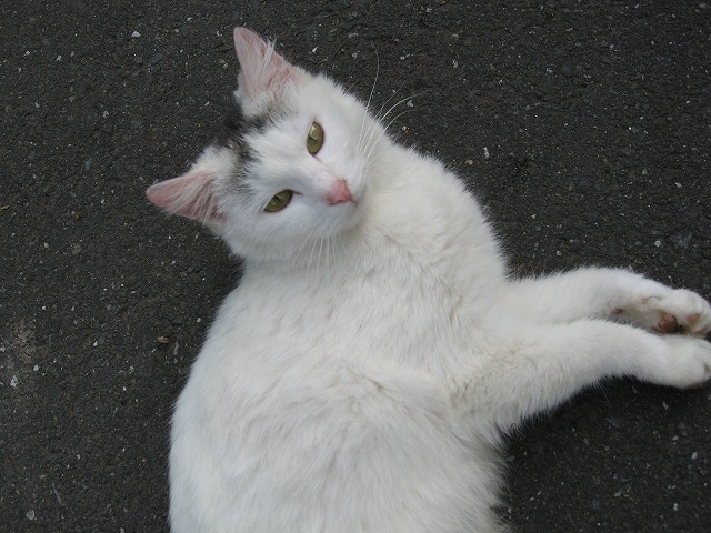 マイピクチャ¥猫-14 049