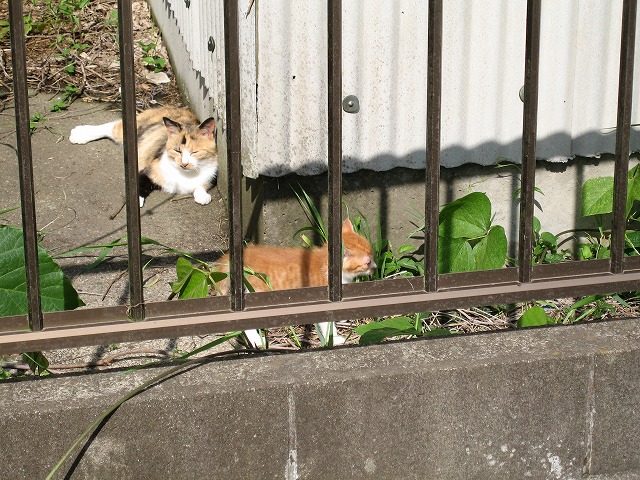 マイピクチャ¥猫-15 015