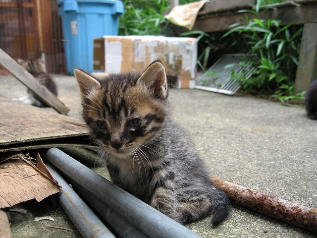 マイピクチャ¥猫-16 047