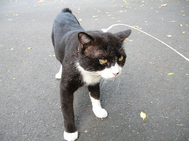 マイピクチャ¥猫-22 075