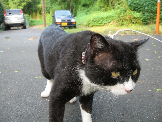 マイピクチャ¥猫-22 078