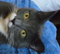 blog mura