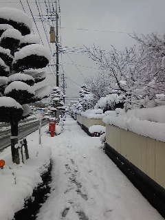 snow2011.jpg