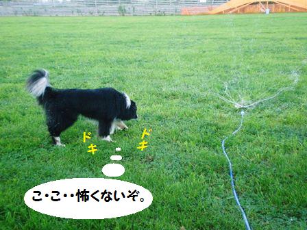 20100806_P8060018-2