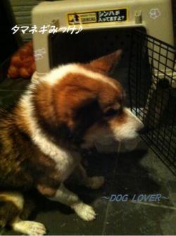 あおまま保護犬iphone_20101101173557