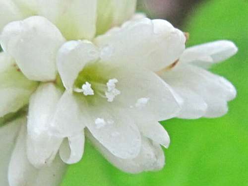ミゾソバ（白花）