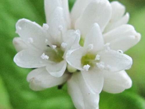 ミゾソバ（白花）