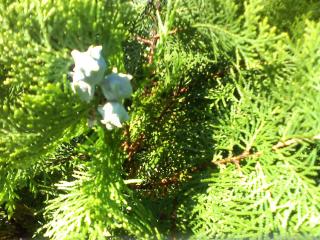 2011_0805_060335-PT340007.jpg