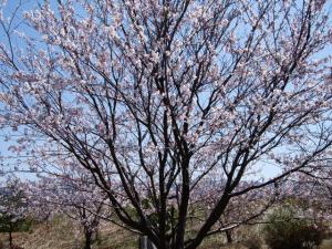 2011_0421e0007.jpg